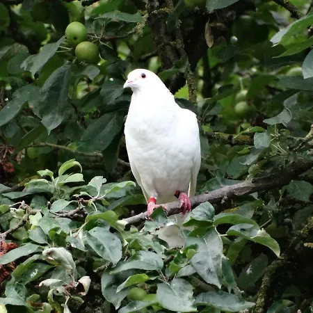 招待所 La Grange Du Verger