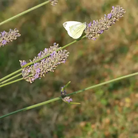 招待所 La Grange Du Verger