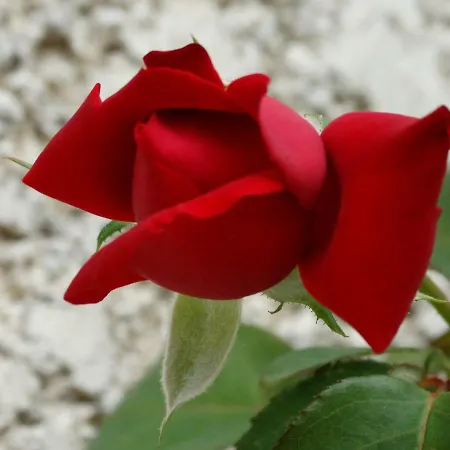 La Grange Du Verger Villers-Bretonneux