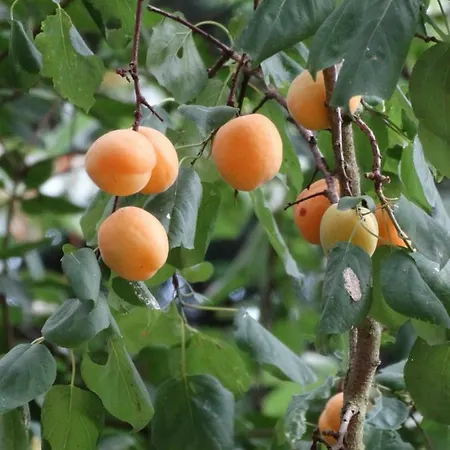 La Grange Du Verger Villers-Bretonneux