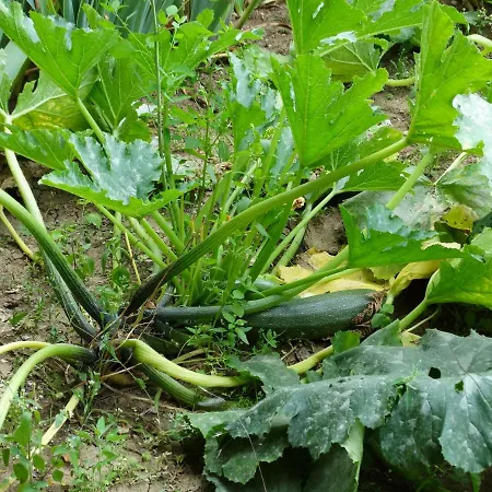 招待所 La Grange Du Verger Villers-Bretonneux