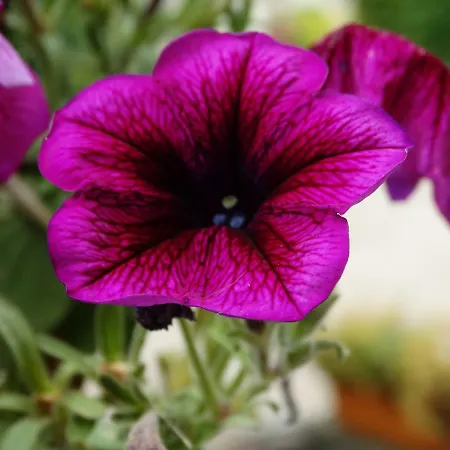 La Grange Du Verger 招待所 Villers-Bretonneux